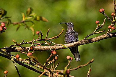 新生物免费更新和魔法城堡DLC隆重上线，庆祝万圣节史低特惠！